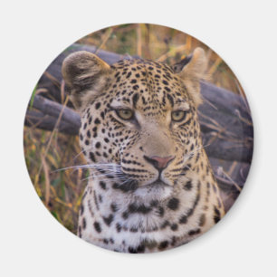 Leopard sitzend, Botswana, Afrika Magnet