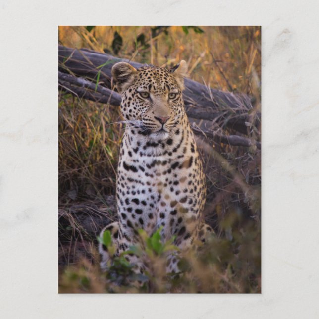 Leopard sitzend, Botswana, Afrika Postkarte (Vorderseite)