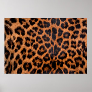 Leopard skin texture : Close-up leopard spot patte Poster