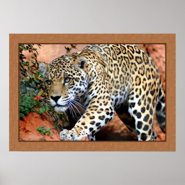 Leopard Stalking Closeup Fotografie Poster (Vorne)