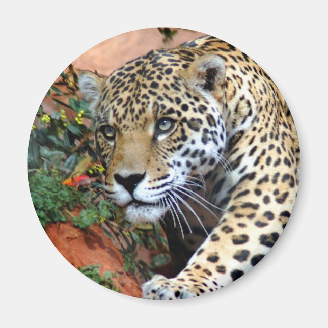 Leopard Stalking Macro Magnet (Vorne)