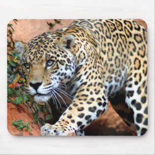 Leopard Stalking Macro Mousepad