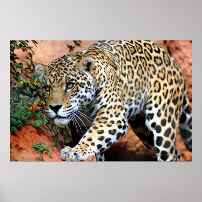 Leopard Stalking Macro Poster (Vorne)