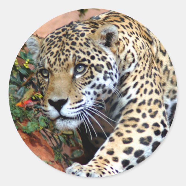 Leopard Stalking Macro Runder Aufkleber (Vorderseite)