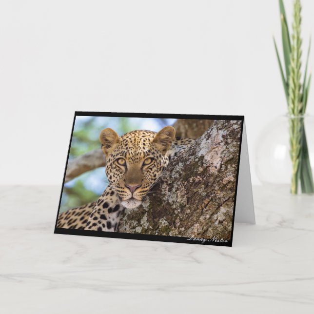Leopard Stare Karte (Vorderseite)