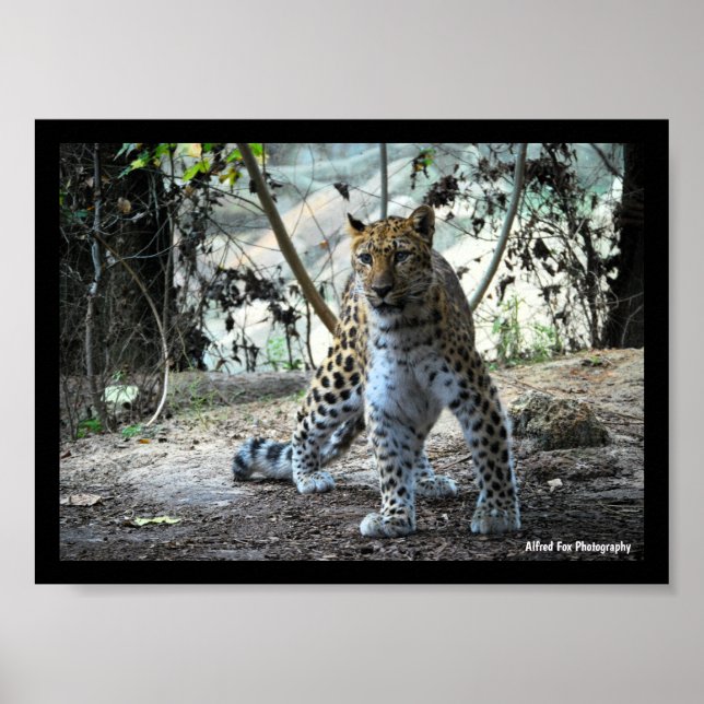Leopard-Stellungsporträt Poster (Vorne)