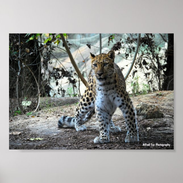 Leopard-Stellungsporträt Poster (Vorne)