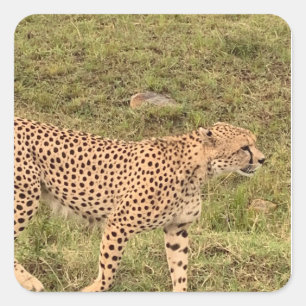 Leopard-Sticker Quadratischer Aufkleber