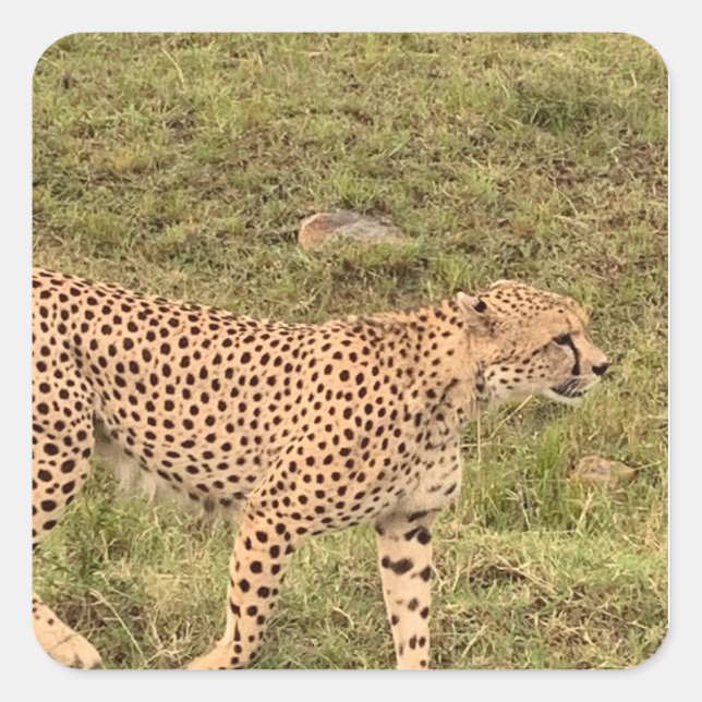 Leopard-Sticker Quadratischer Aufkleber (Vorderseite)