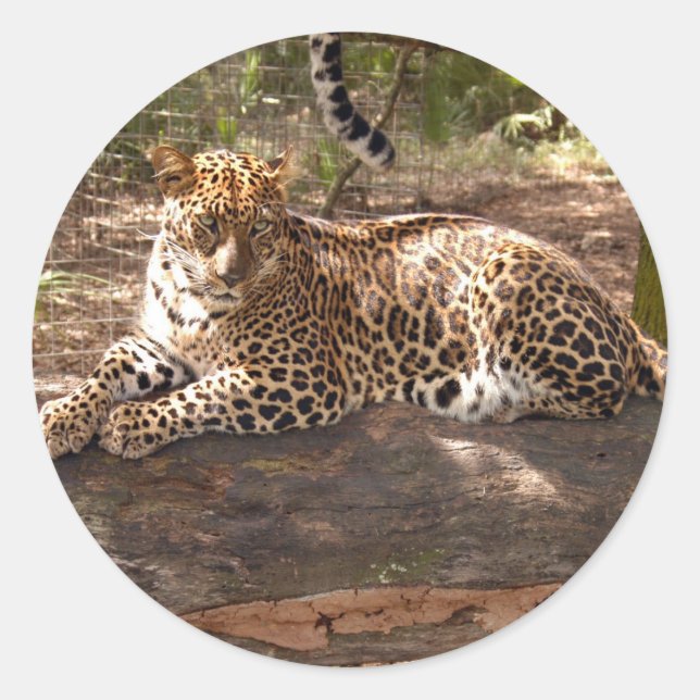 Leopard-Sticker Runder Aufkleber (Vorderseite)