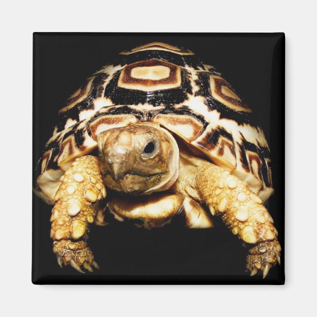 Leopard Tortoise Magnet (Vorne)