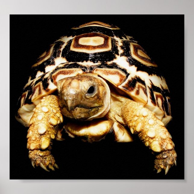 Leopard Tortoise Poster (Vorne)