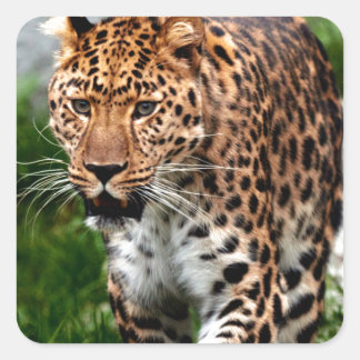 Leopard über das Coole Tierdesign von Prowl Quadratischer Aufkleber