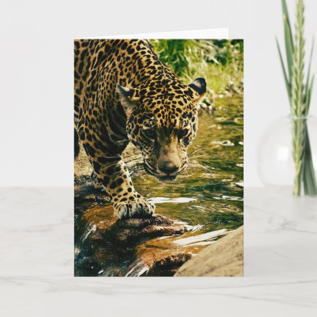 Leopard überquert einen Bach Fotografie Karte (Vorderseite)