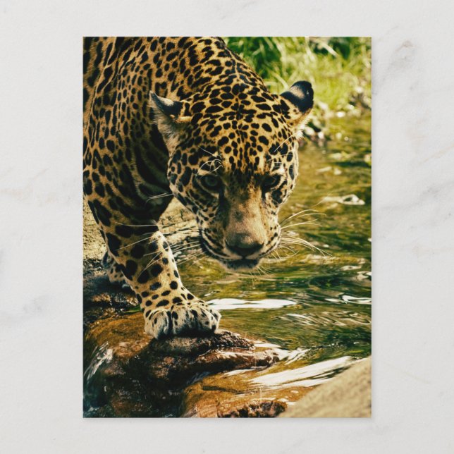 Leopard überquert einen Strom Postkarte (Vorderseite)