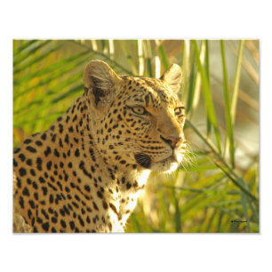 Leopard und Palm-Blätter Fotodruck
