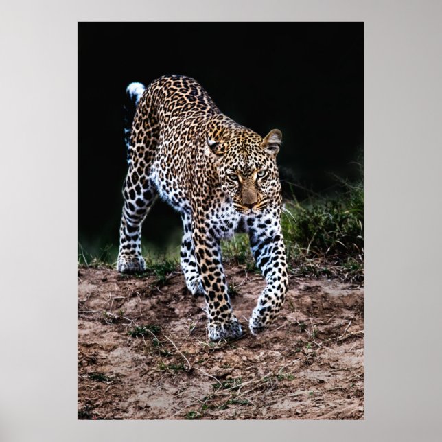 LEOPARD WALKING POSTER (Vorne)
