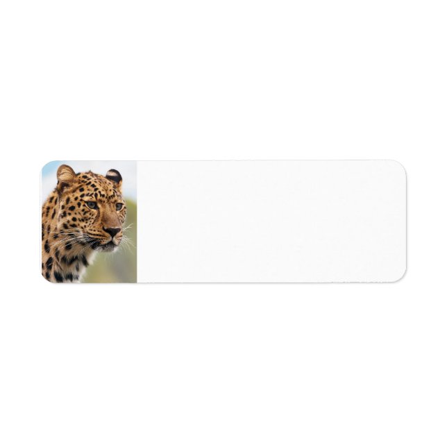 Leopard Wild Cats (Vorne)
