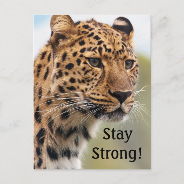 Leopard Wild Cats Postkarte (Vorderseite)