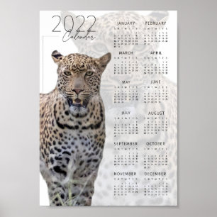 Leopard wild lebende Tiere - Kalender 2022 Poster