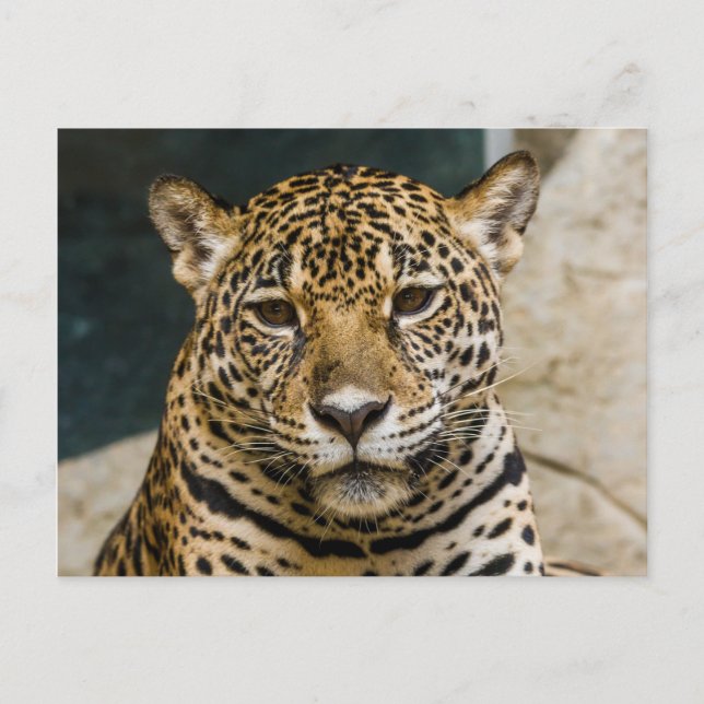 Leopard Wildcat Face Postkarte (Vorderseite)