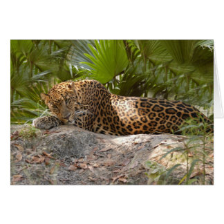LeopardCheetaro017