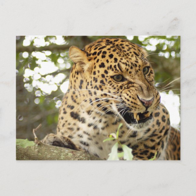 LeopardCheetaro10 Postkarte (Vorderseite)