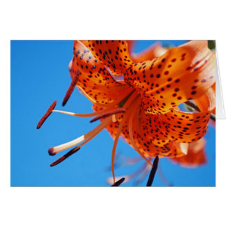 Leoparden