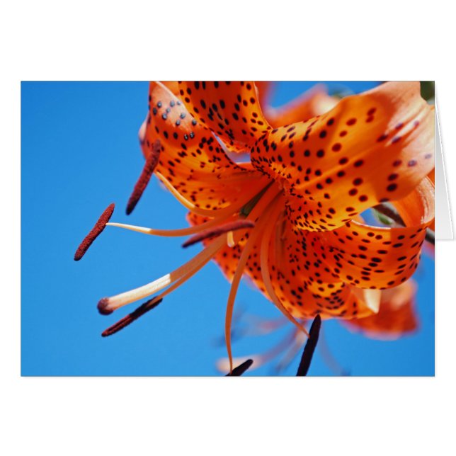 Leoparden (Vorderseite (Horizontal))