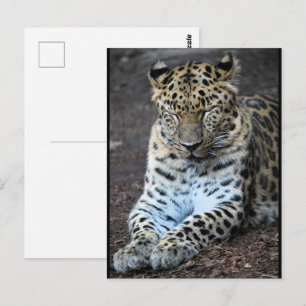 Leoparden Augen geschlossen Postkarte