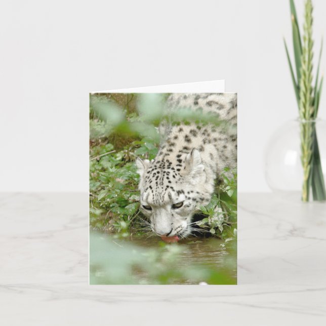 Leoparden aus Foto , Tiere .karte Karte (Vorderseite)