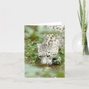 Leoparden aus Foto , Tiere .karte Karte
