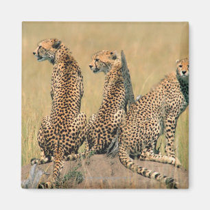 Leoparden, die weg schauen magnet