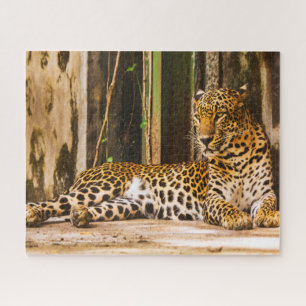 Leoparden große Katzen. Puzzle