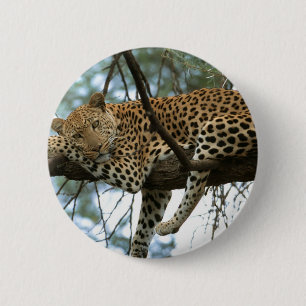 Leoparden-Ruhen im Baum Button