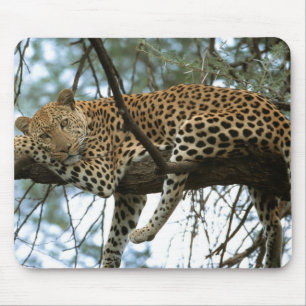 Leoparden-Ruhen im Baum Mousepad