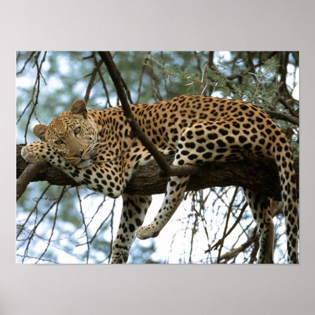 Leoparden-Ruhen im Baum Poster (Vorne)