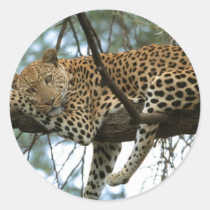 Leoparden-Ruhen im Baum Runder Aufkleber