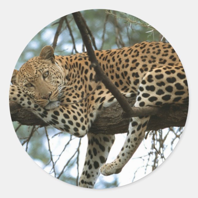 Leoparden-Ruhen im Baum Runder Aufkleber (Vorderseite)