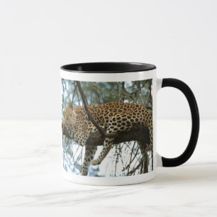 Leoparden-Ruhen im Baum Tasse