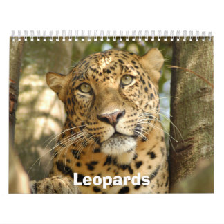 Leoparden tragen, Leoparden ein Kalender