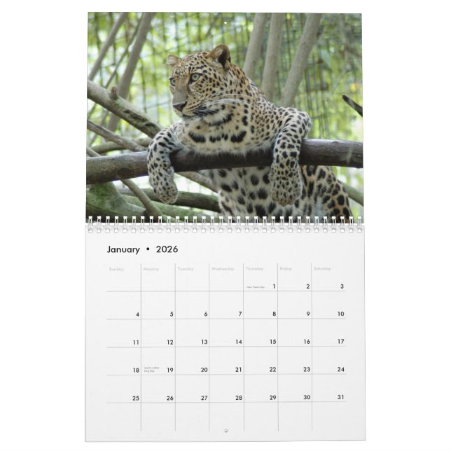 Leoparden tragen, Leoparden ein Kalender (Jan 2026)