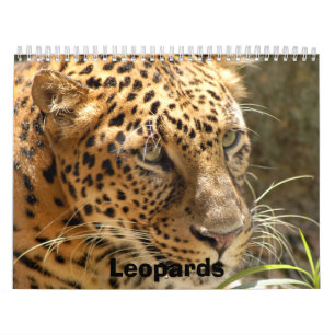 Leoparden tragen, Leoparden ein Kalender