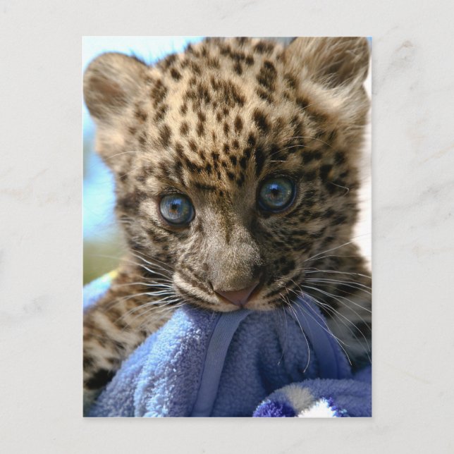 Leopardenbecher Postkarte (Vorderseite)