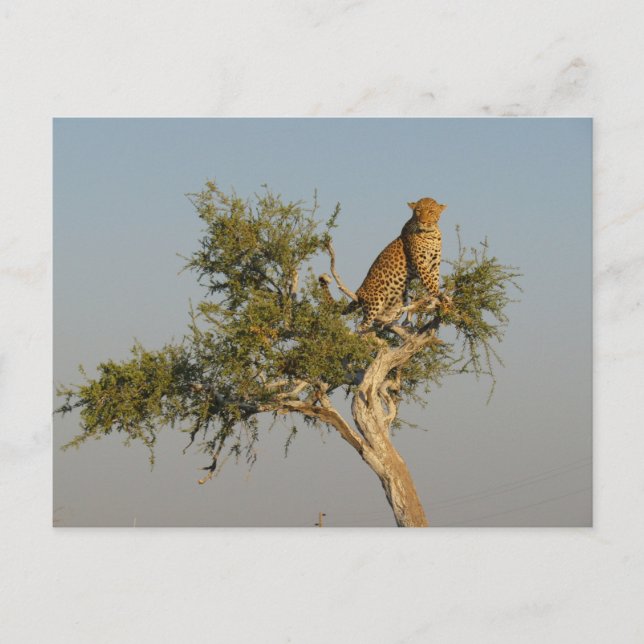 Leopardenbeobachtung Postkarte (Vorderseite)