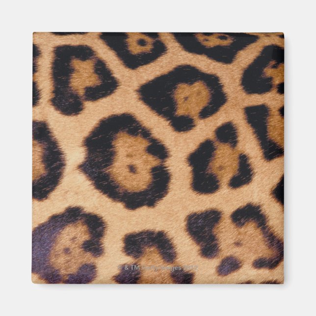 Leopardenhaut Magnet (Vorne)