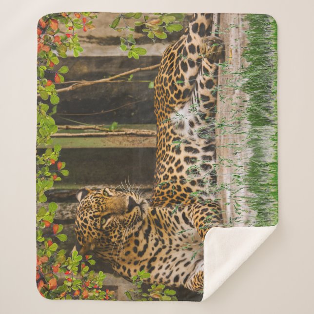 Leopardenkatze (50" x 60") sherpadecke (Vorderseite)