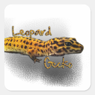 Leopardgecko-Aufkleber Quadratischer Aufkleber