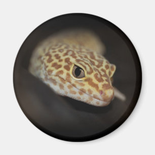 Leopardgecko-Magnet Magnet