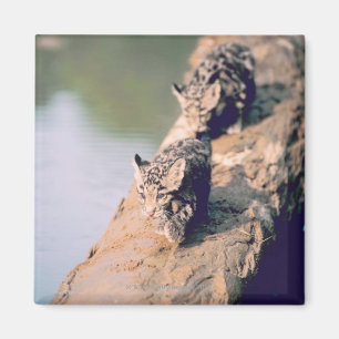 Leopardjunge auf Klotz Magnet